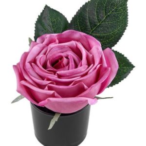 Soliflore Rose De Grasse Diffusor