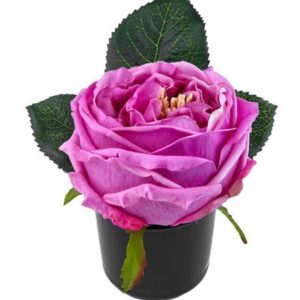 Soliflore Jardin De Cassis Diffusor
